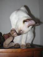 more kittens